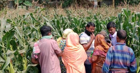 নিখোঁজের ৫ দিন পর বাড়ির পাশের ভুট্টা খেতে মিলল লাশ