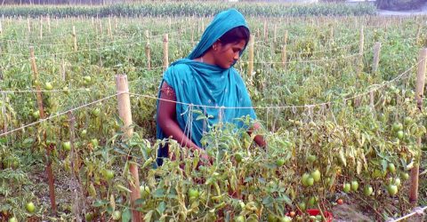 টাঙ্গাইলে টমেটোর দাম কম হওয়ায় হতাশ চাষিরা