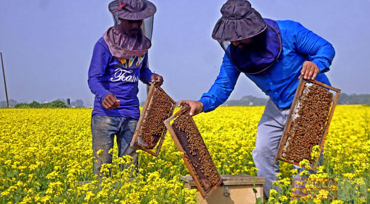 টেকনাফে স্বাবলম্বী হচ্ছেন চাকমা পল্লির চাষিরা